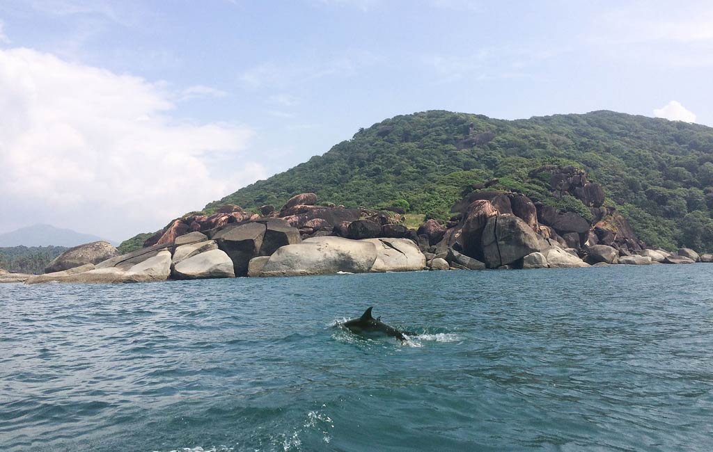Dolphin Trips - Goa